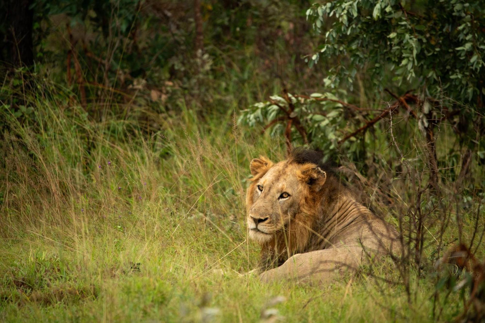 Aha Skukuza Safari Lodge Kültér fotó
