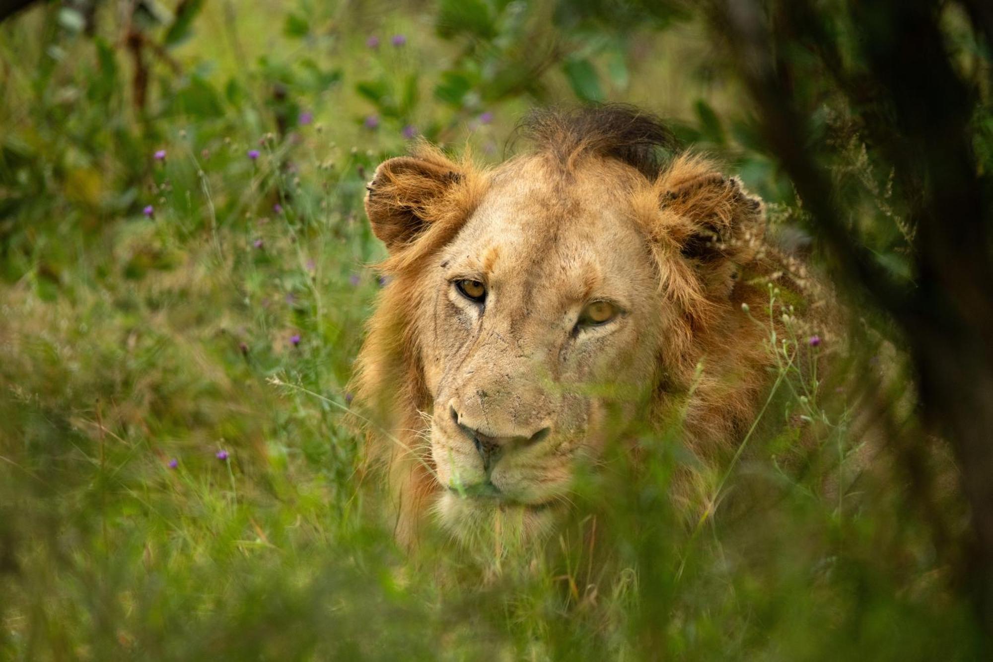 Aha Skukuza Safari Lodge Kültér fotó