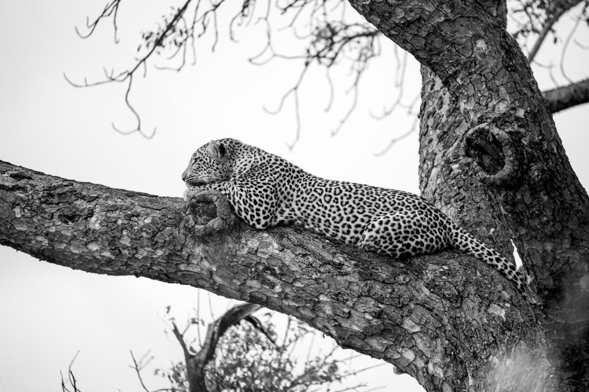 Aha Skukuza Safari Lodge Kültér fotó